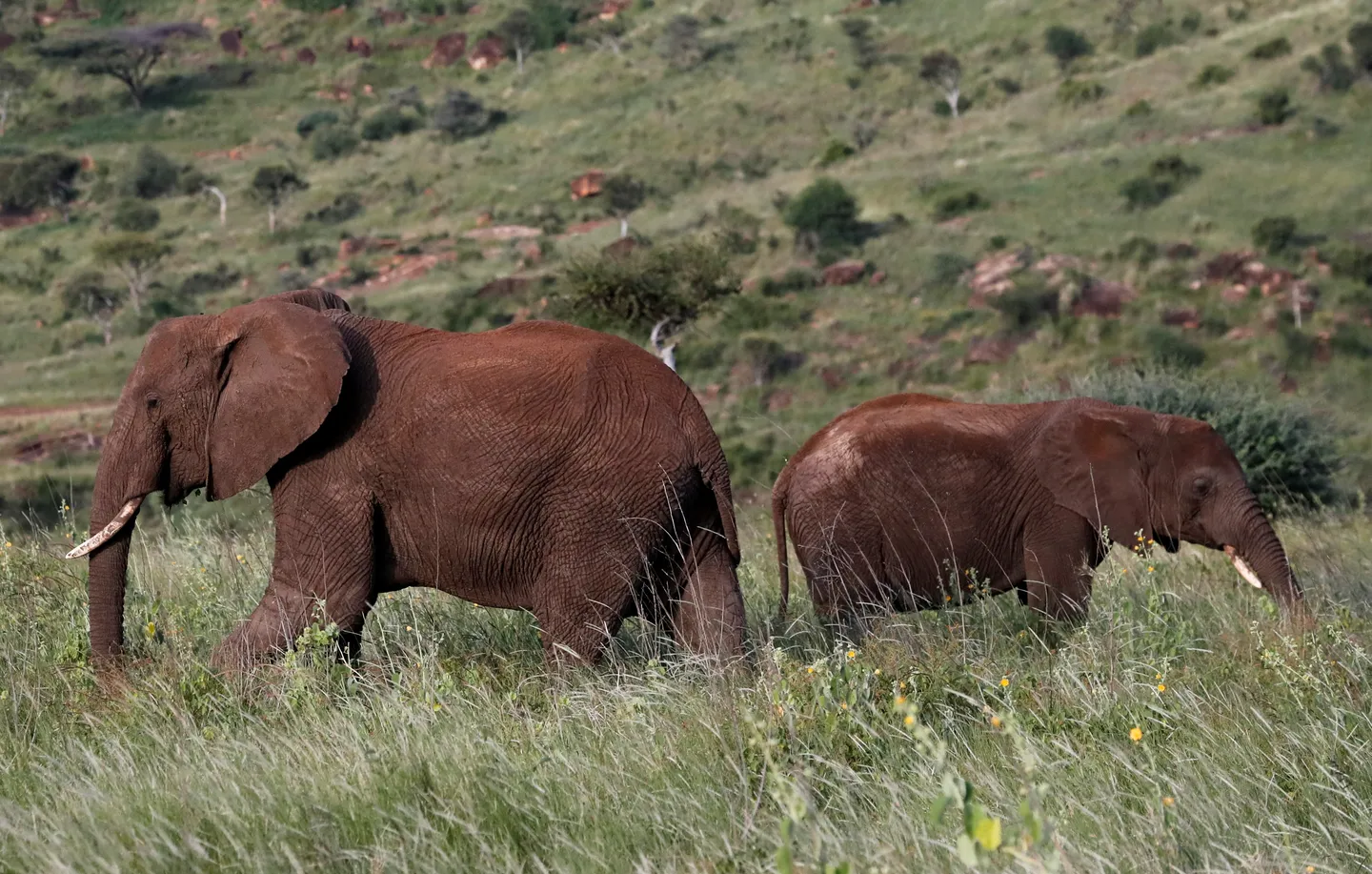 Two tourists killed by charging elephant in Zambian national park