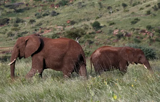 Two tourists killed by charging elephant in Zambian national park