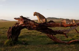 Namibian businessman killed by lioness while on safari with wife