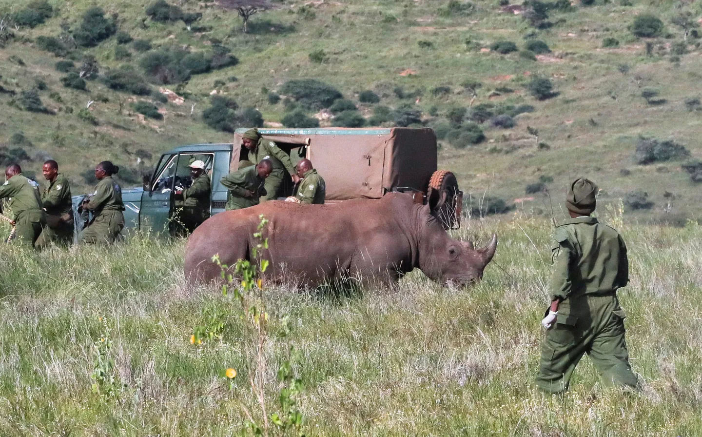 Dehorning of South African rhinos slashed poaching: study