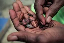Sweet and bitter: How climate change in Africa is pushing up chocolate prices globally