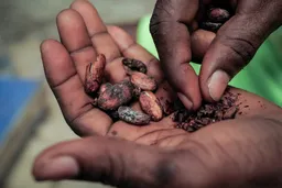 Ghana likely to miss cocoa output target in 2024/25 season