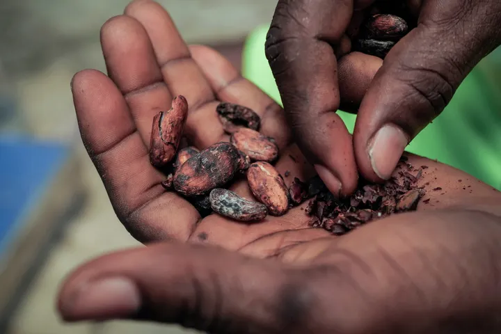 Manis dan pahit: Bagaimana perubahan iklim di Afrika mendorong kenaikan harga coklat global