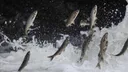 How Van’s flying fish draws thousands to witness a migration spectacle