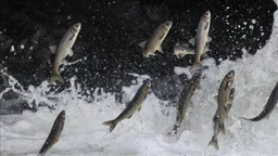 How Van’s flying fish draws thousands to witness a migration spectacle