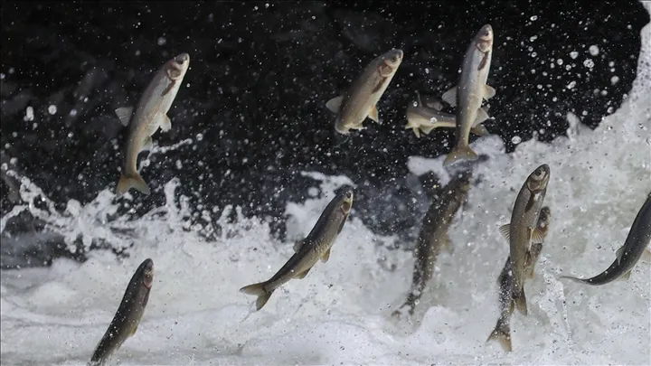 How Van’s flying fish draws thousands to witness a migration spectacle