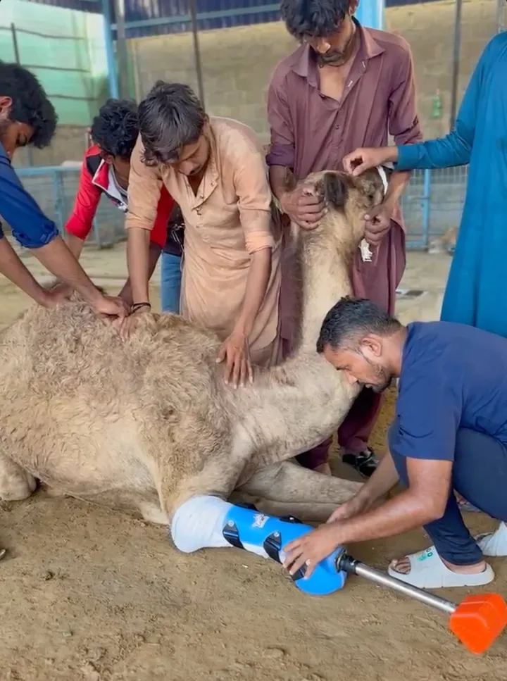 Cammie the camel walks into history with Pakistan’s first animal prosthetic
