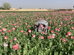 La prohibición de los talibanes al opio: ¿es posible una transformación genuina?