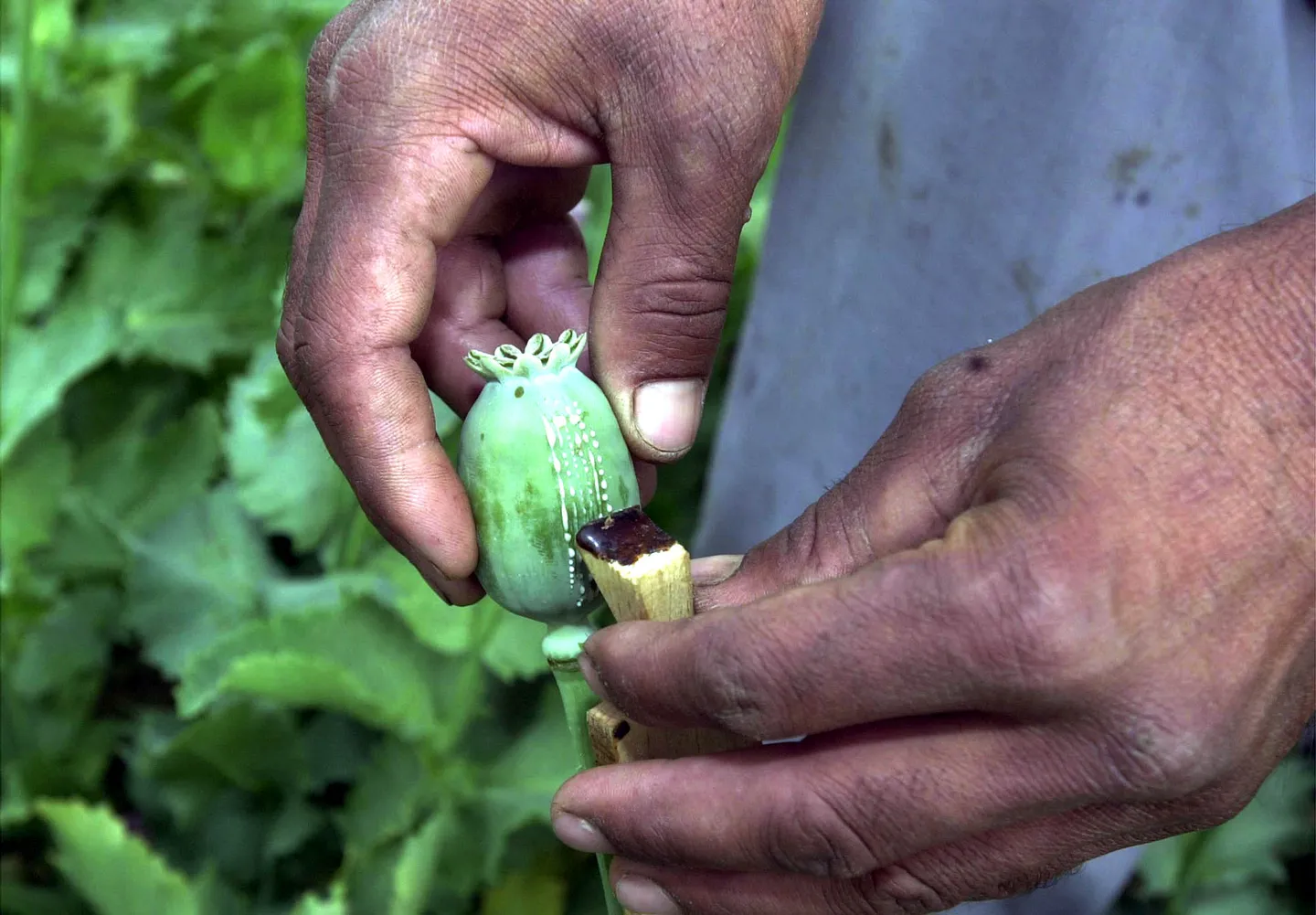 Can the Taliban’s opium ban help Afghanistan shed its drug economy?
