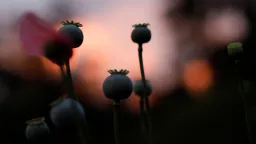 آیا ممنوعیت کشت خشخاش در تولید مواد مخدر در افغانستان تاثیر گذار بوده است؟