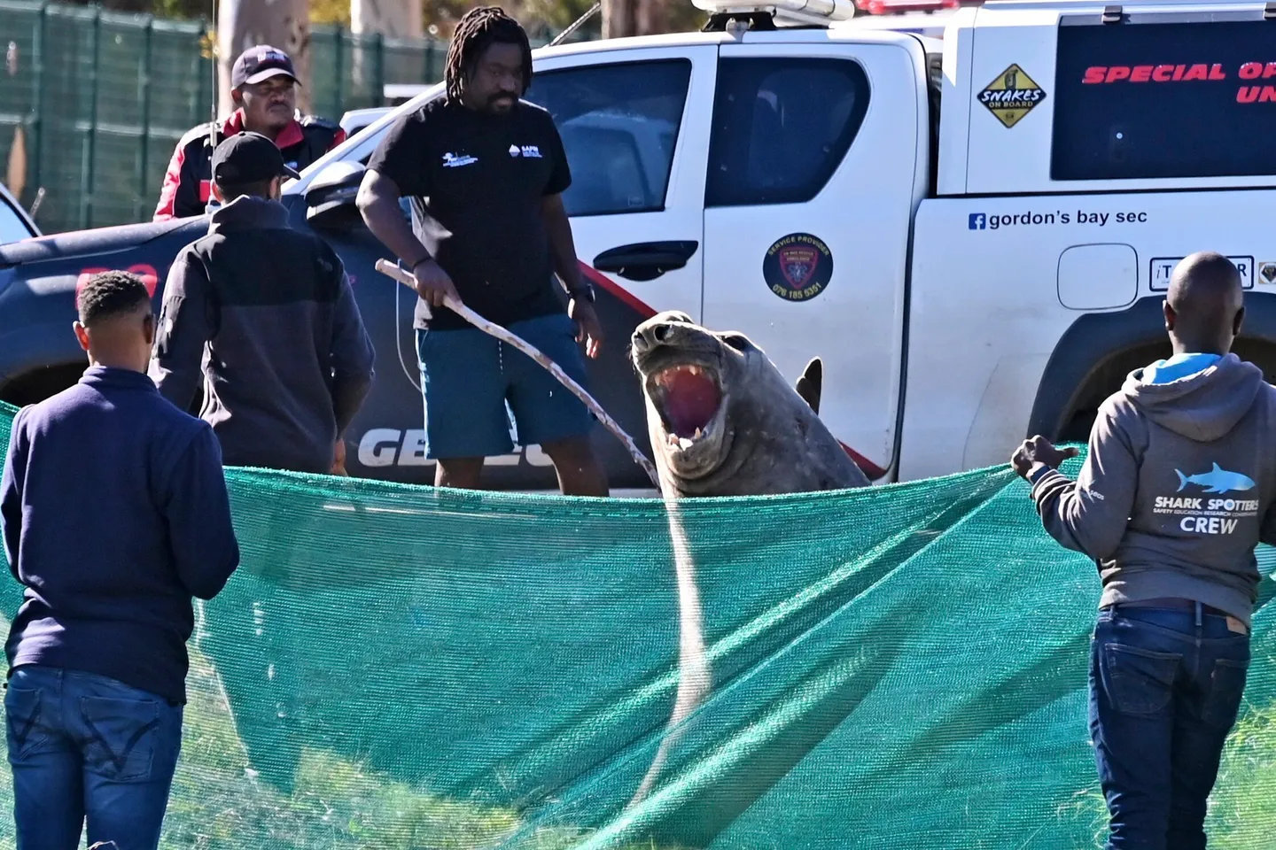 Giant elephant seal stuns residents of South Africa's Cape Town suburb