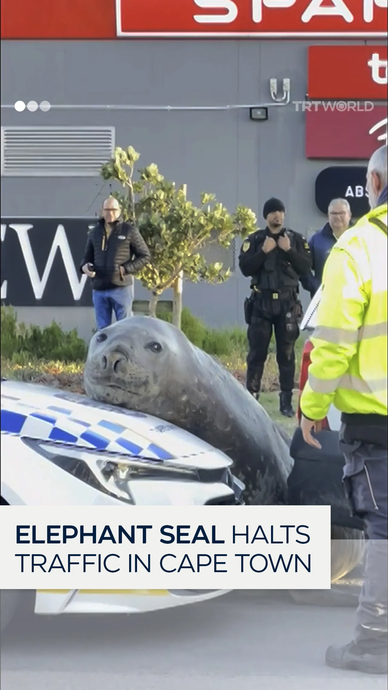 Elephant seal halts traffic in Cape Town