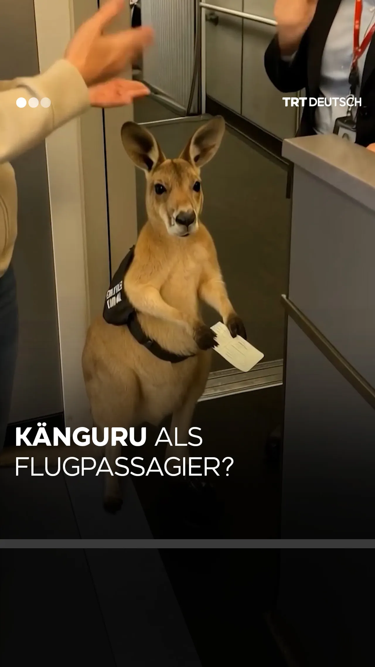 Känguru als
Flugpassagier?