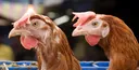 U požaru peradarske farme kod Biograda na Moru izgorjelo 18.500 nesilica