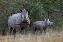 South Africa loses bid to block export of rhino horns