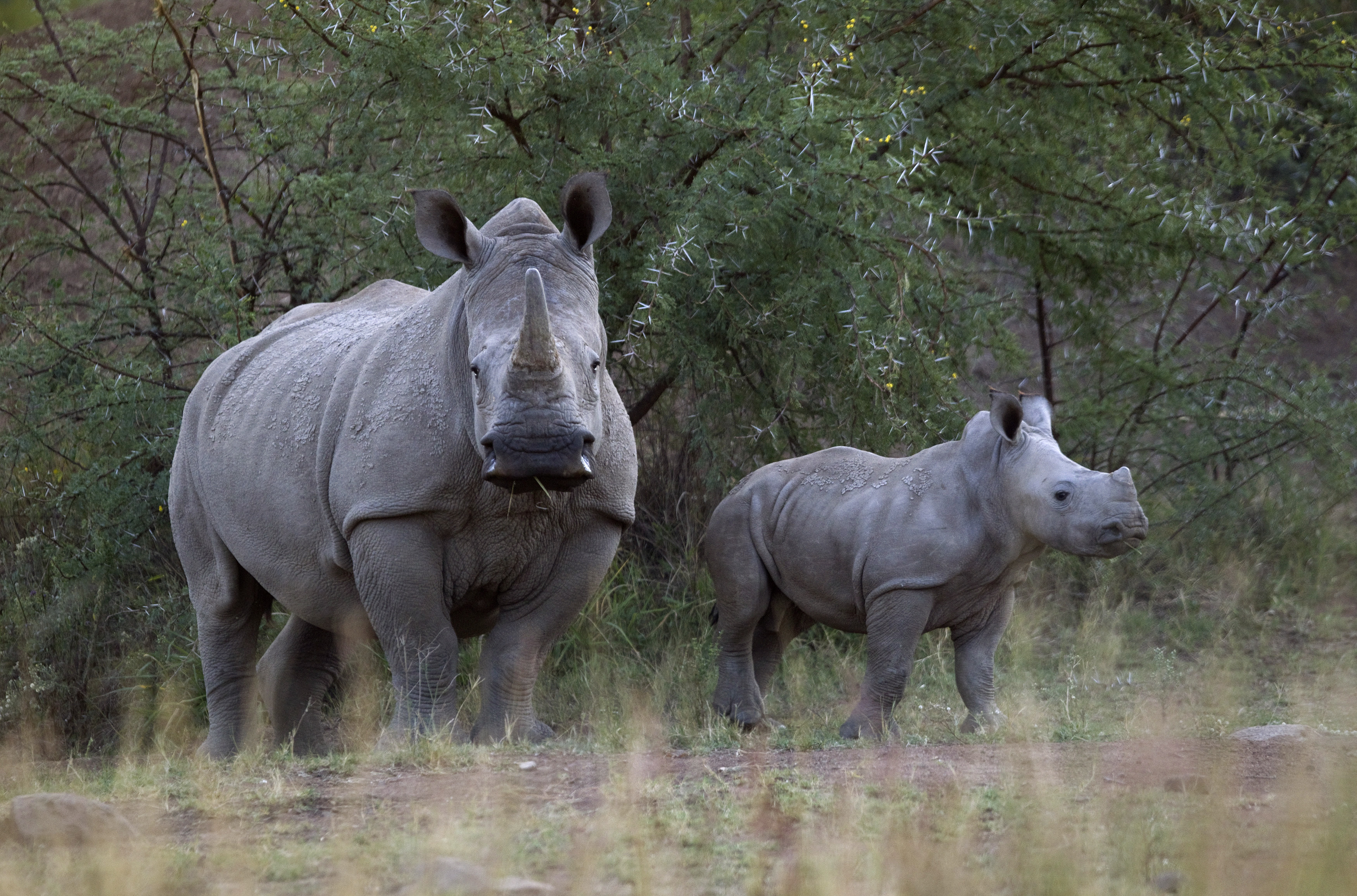 Rhino poaching: South African parks remain hotspots