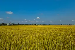 Singapura-Kemboja jalin kerjasama perdagangan beras, perkukuh keselamatan makanan