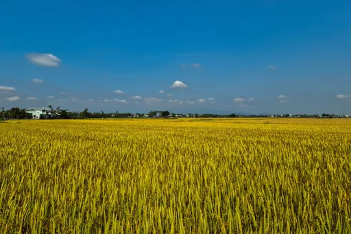 Singapura-Kemboja jalin kerjasama perdagangan beras, perkukuh keselamatan makanan