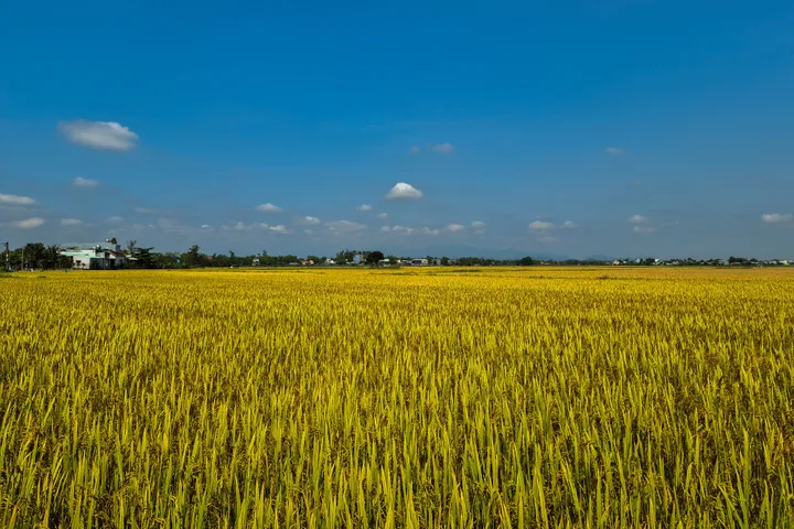 Singapura-Kemboja jalin kerjasama perdagangan beras, perkukuh keselamatan makanan
