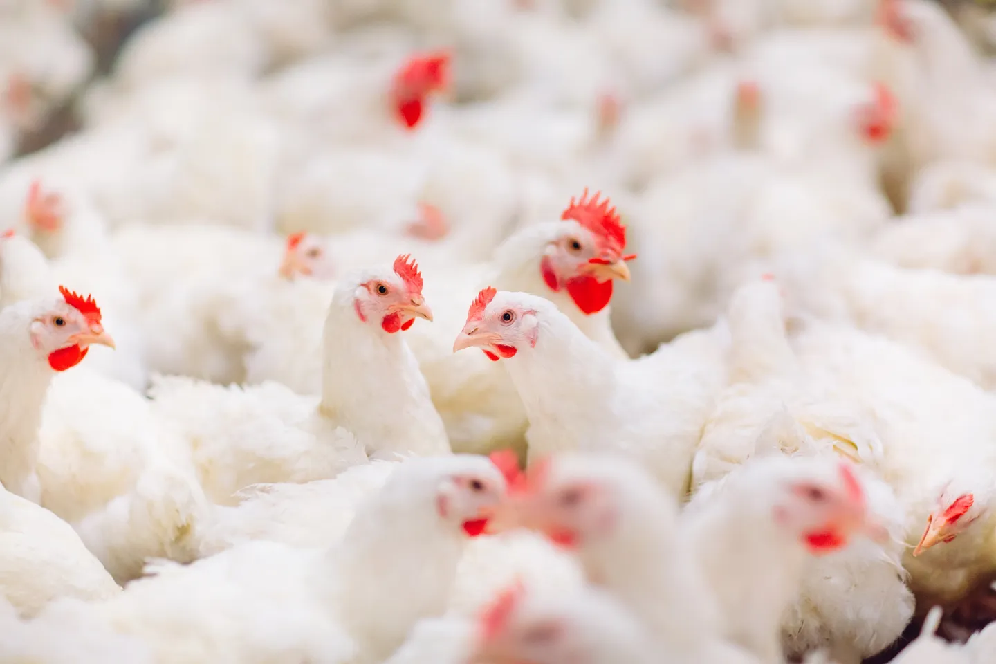 Mass culling of chicken after South African firm abandons farm over feeds bills