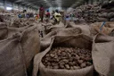 Côte d'Ivoire crackdown on cashew nut smuggling pays off