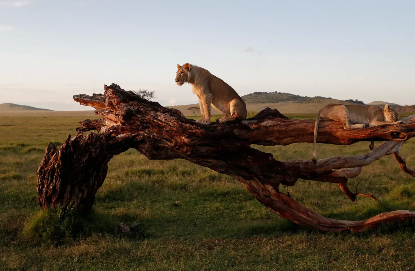 Mfanyabiashara wa Namibia auawa na simba jike akiwa safari mbugani na mkewe