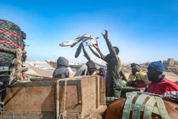 Senegal's fishing communities threatened by British, US giants' gas project