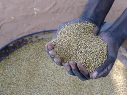 Buhun gero ya kai kimanin Cefa 30,000 a Nijar, in ji SIMA
