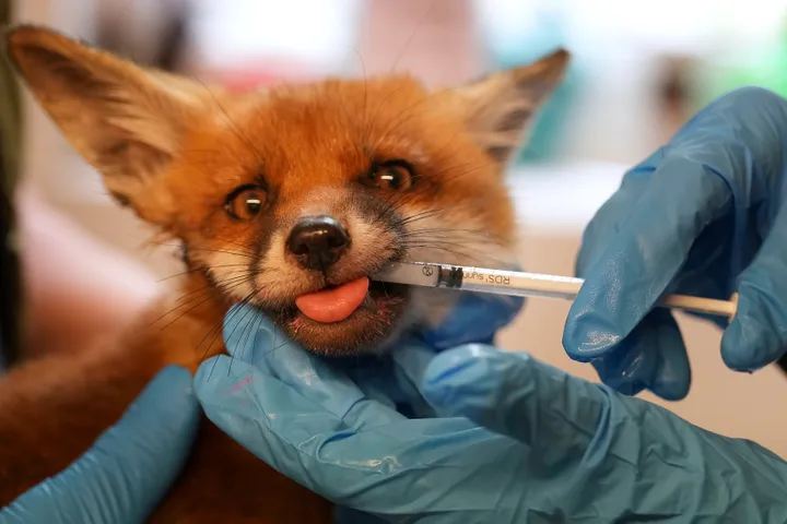 Foxes in London have their own rescue team when in need