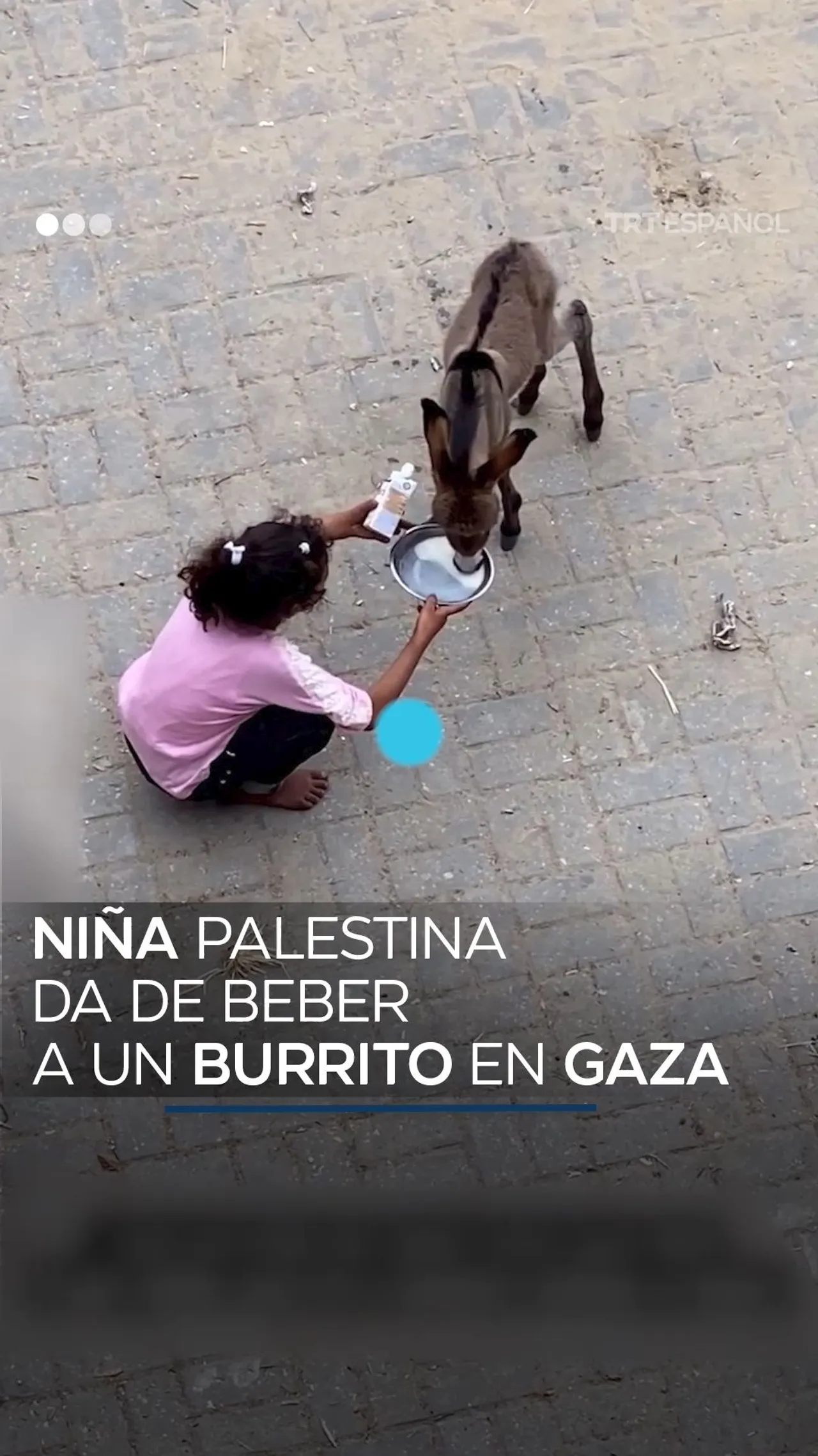 Niña palestina da de beber a un burrito en Gaza