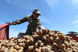 Почему в Беларуси закончилась картошка?