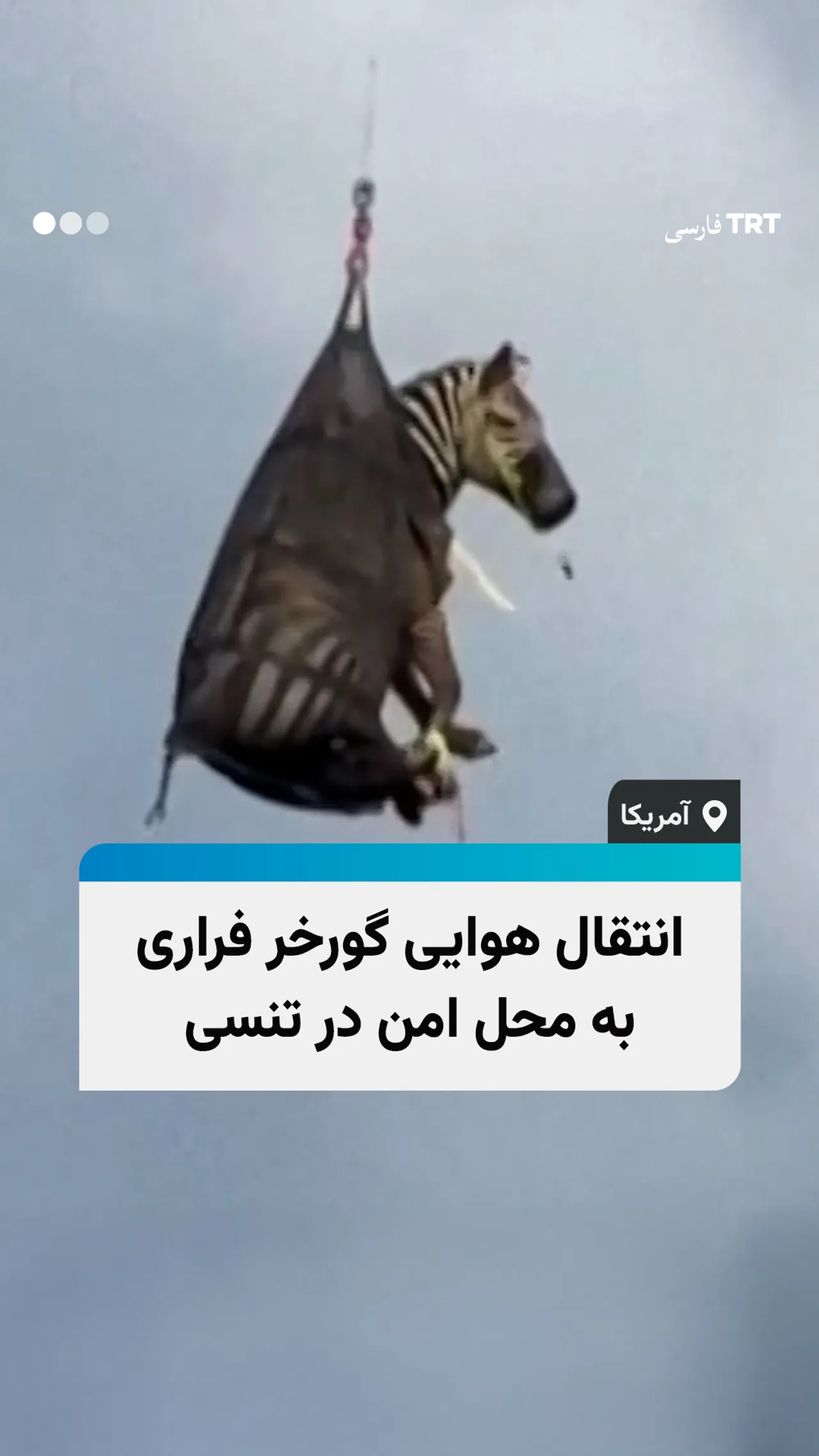انتقال هوایی گورخر فراری به محل امن در تنسی