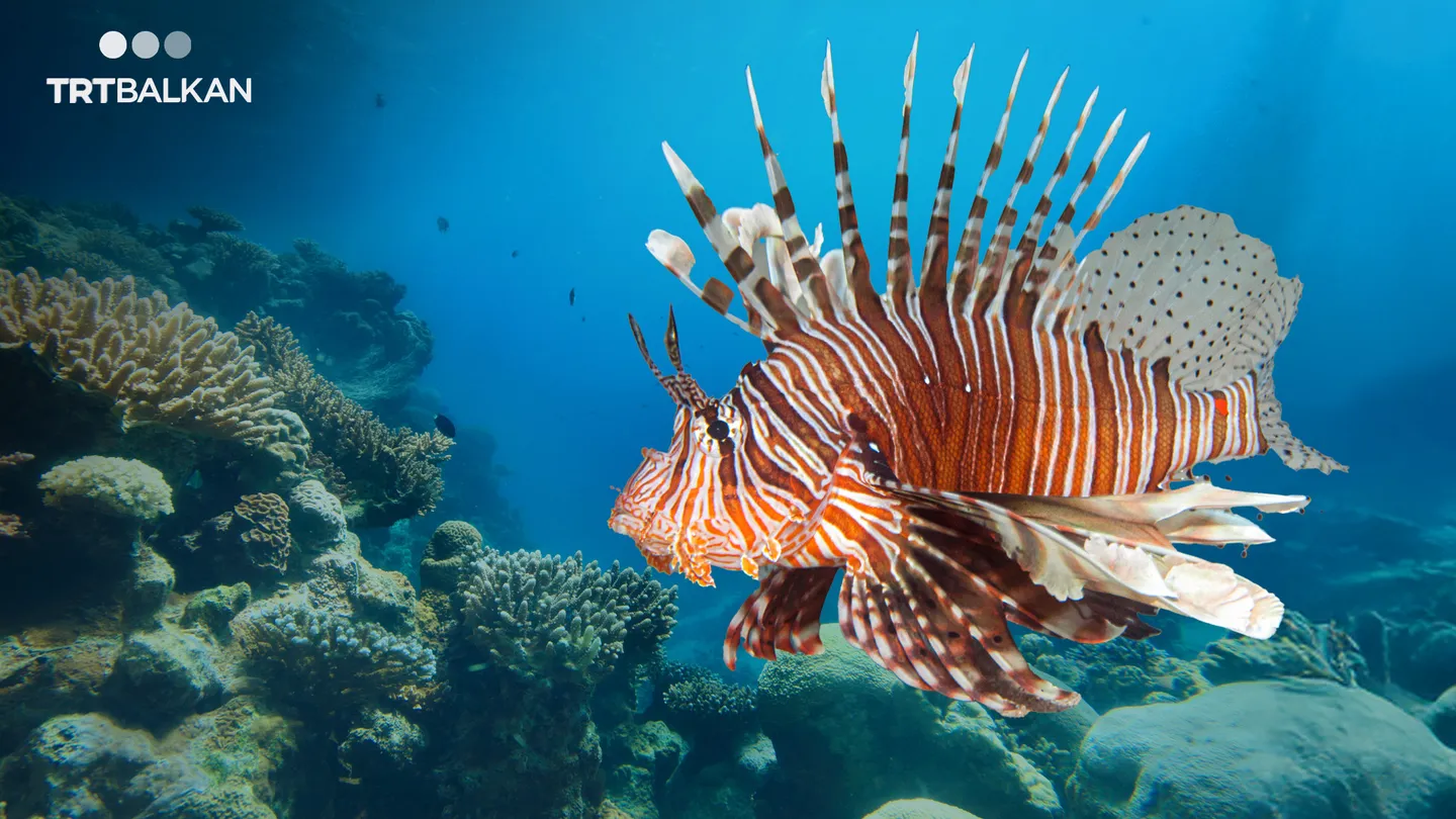 Institut za oceanografiju i ribarstvo: Riba vatrenjača postaje stalni stanovnik Jadranskog mora