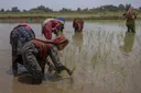 बाढ़ प्रभावित भारत और पाकिस्तान में फसल नुकसान के बीच बासमती की कीमतों में बढ़ोतरी
