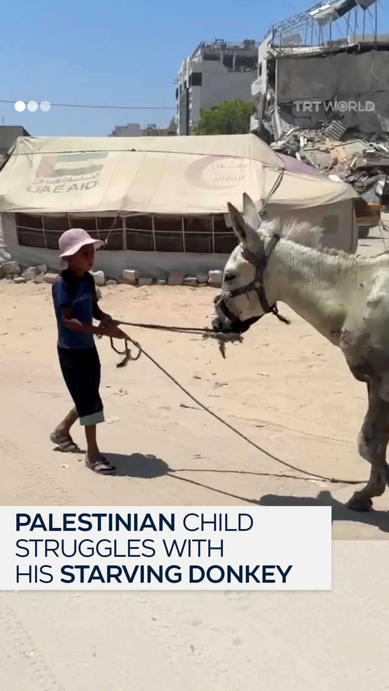 Young Palestinian child struggles to help his starving donkey