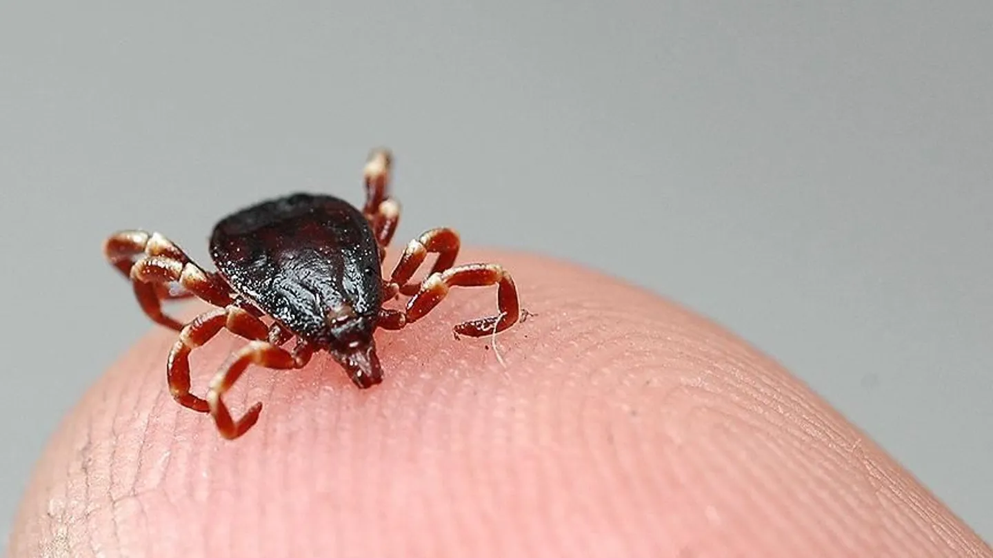Türkiye’s unlikely ally against ticks: The partridge