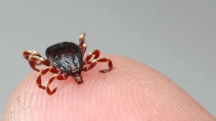 Türkiye’s unlikely ally against ticks: The partridge
