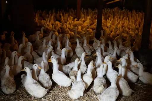 대한민국, 신규 조류 인플루엔자 발생 보고, 이번 시즌 총 43건으로 증가