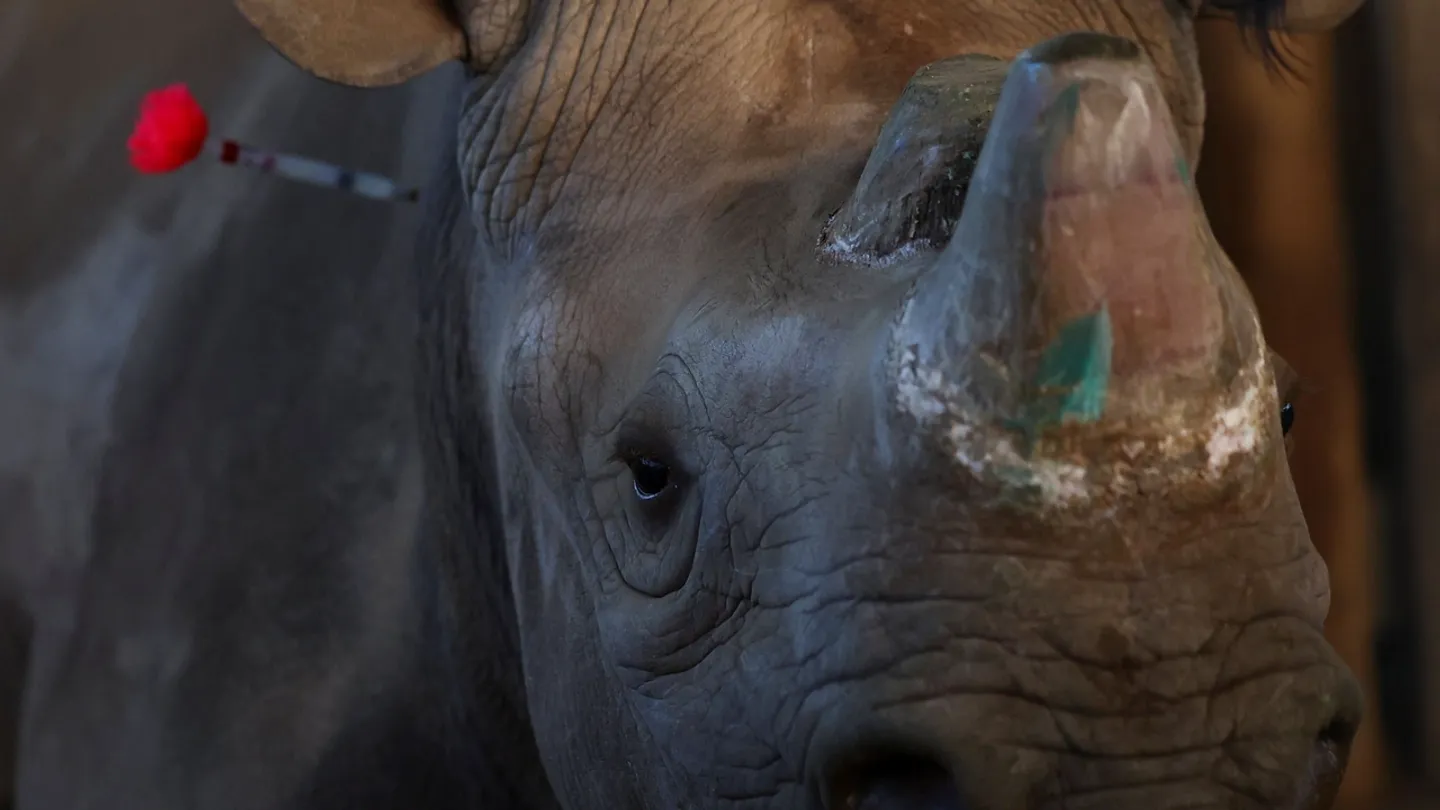 Ten endangered black rhinos moved from South Africa to Mozambique