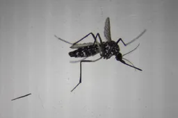 What's chikungunya disease and why is WHO worried?