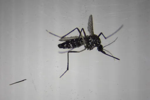 What's chikungunya disease and why is WHO worried?