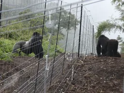 Quatre gorilles femelles menacées d’extinction réintroduites dans le parc des Virunga en RDC