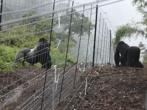 Quatre gorilles femelles menacées d’extinction réintroduites dans le parc des Virunga en RDC