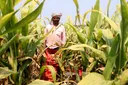 Malawi bans maize exportation to improve food security
