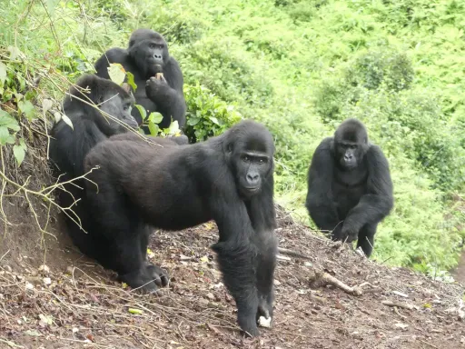 DRC yawarudisha sokwe walio hatarini kutoweka katika Hifadhi ya Kitaifa ya Virunga