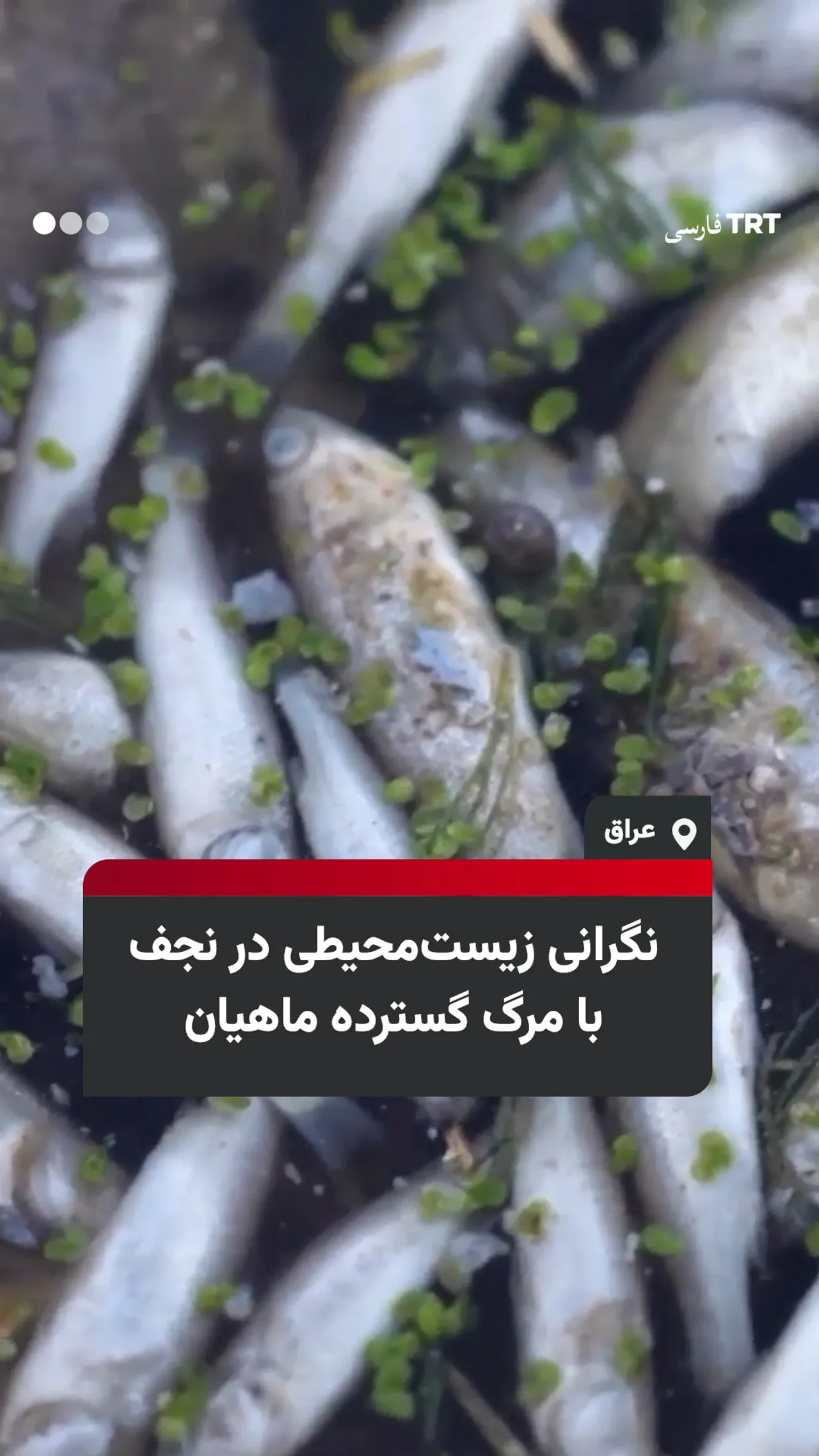 نگرانی زیستمحیطی در نجف با مرگ گسترده ماهیان