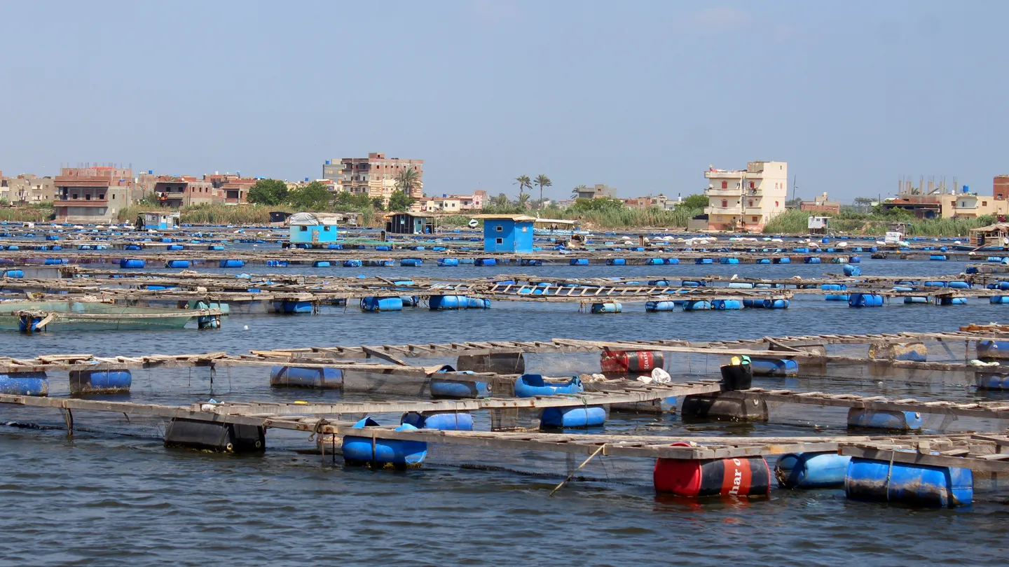 Utajiri wa Afrika: Misri, kinara wa ufugaji samaki