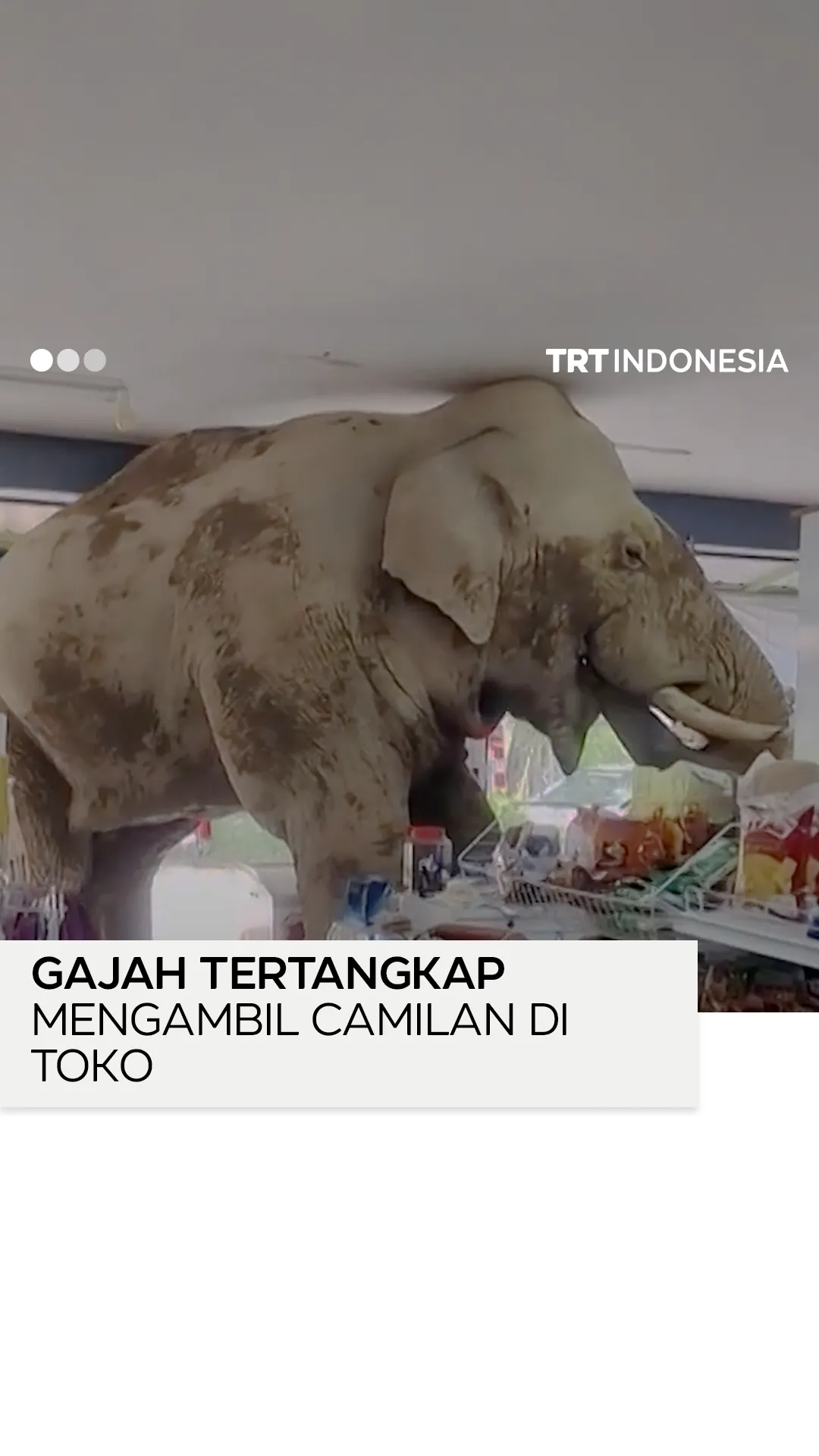 Gajah mengambil camilan sendiri di sebuah toko serba ada