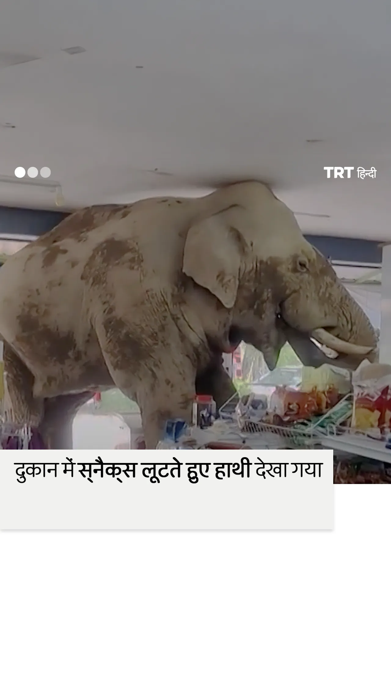 हाथी ने एक सुविधा स्टोर में अपनी भूख मिटाई