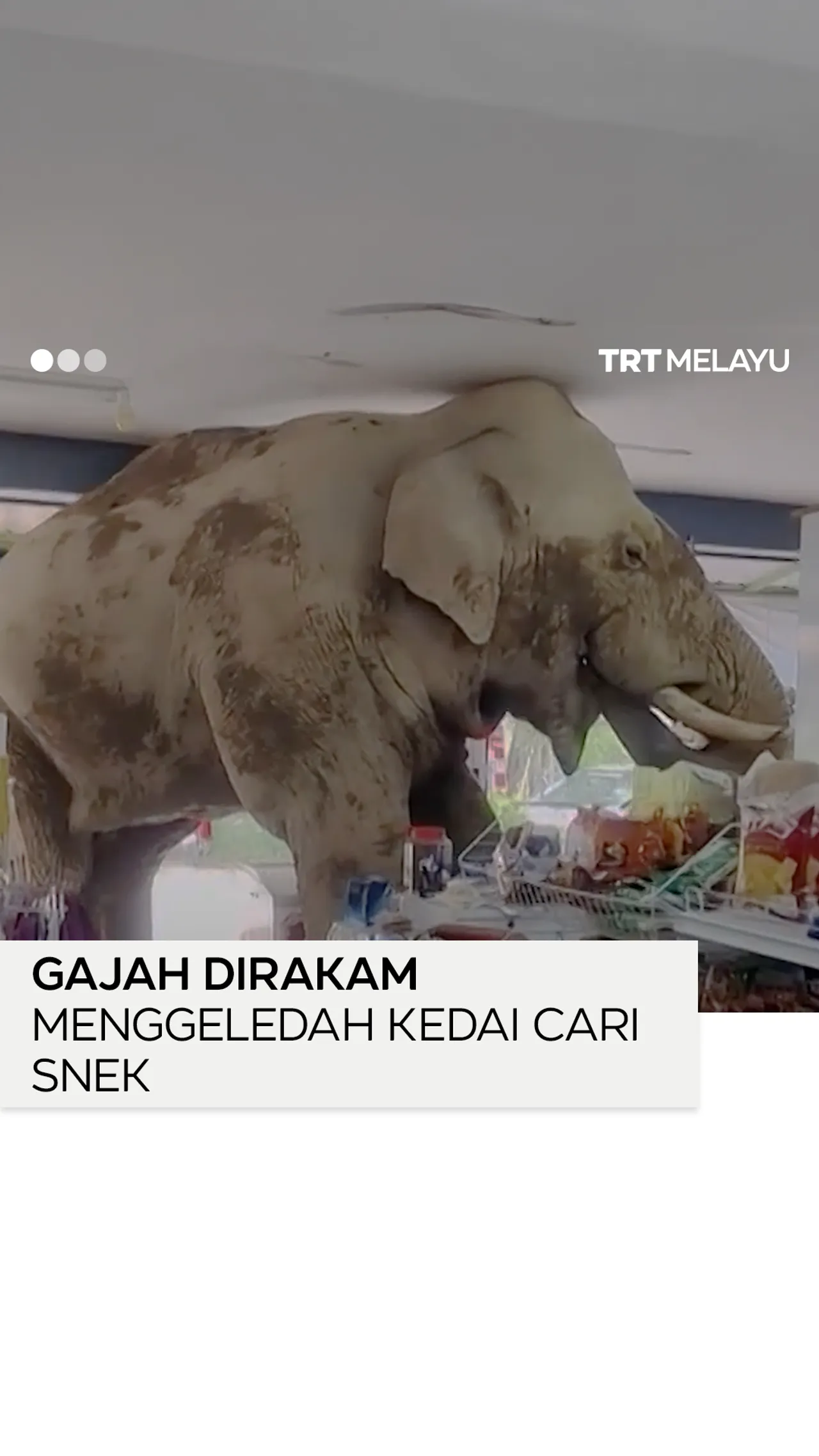 Gajah menjamah snek dalam kedai runcit